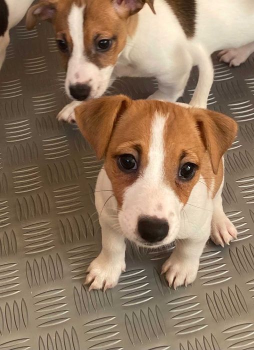 Продават се Джак Ръсели