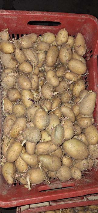 Cartofi Sămânță RIVIERA și ARIZONA