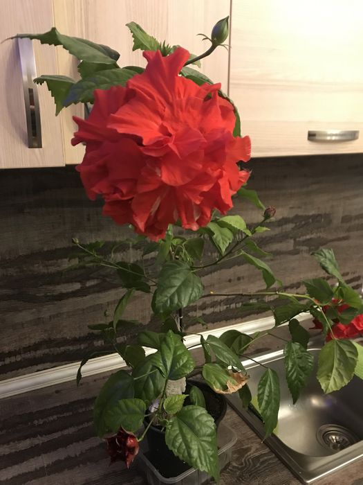 Цвете китайска роза