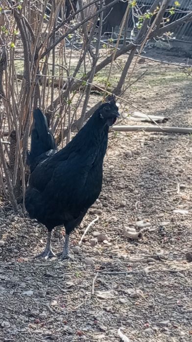 Uxayel tovuqlarning tuxumlari