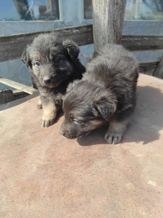 Подарявам кученца