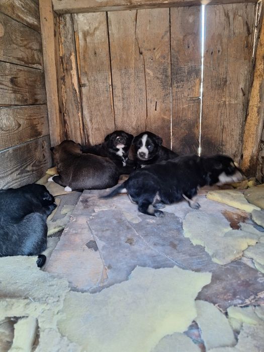 Отдам щенком в хорошие руки