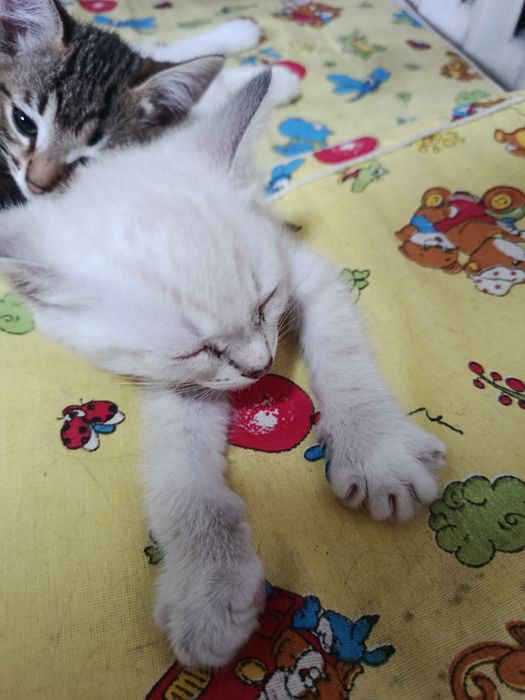 Отдам котят  в добрые руки