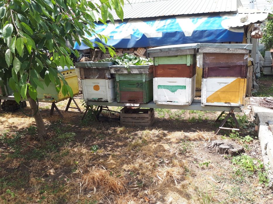 Familii albine de vanzare