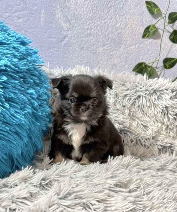 Чихуахуа момчета