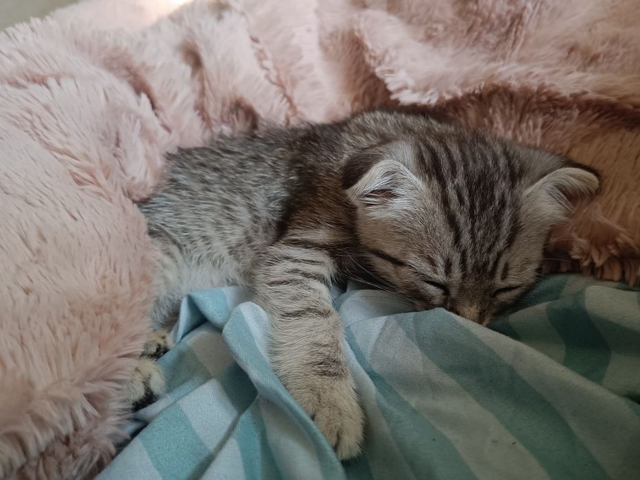 Вислоухая кошечка