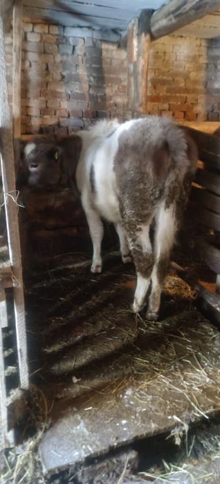 2 бас ұрғашы тайыншалар сатамын.