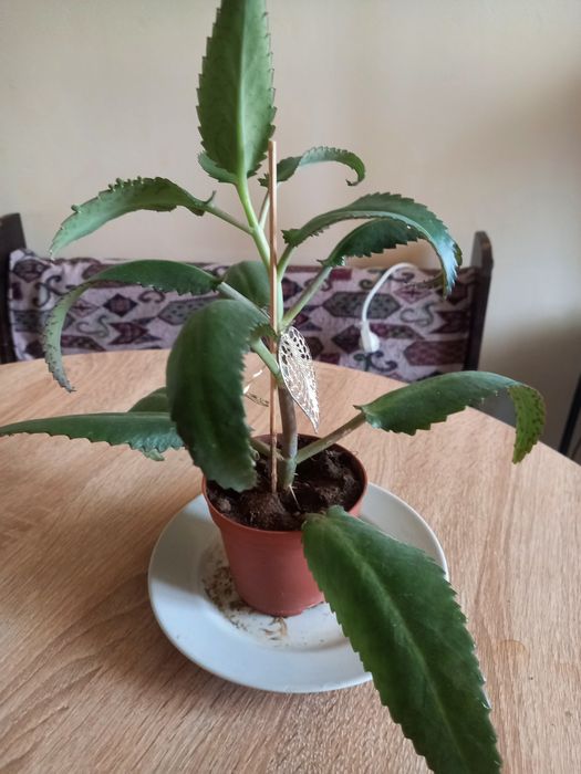 Продам цветок колонхоя