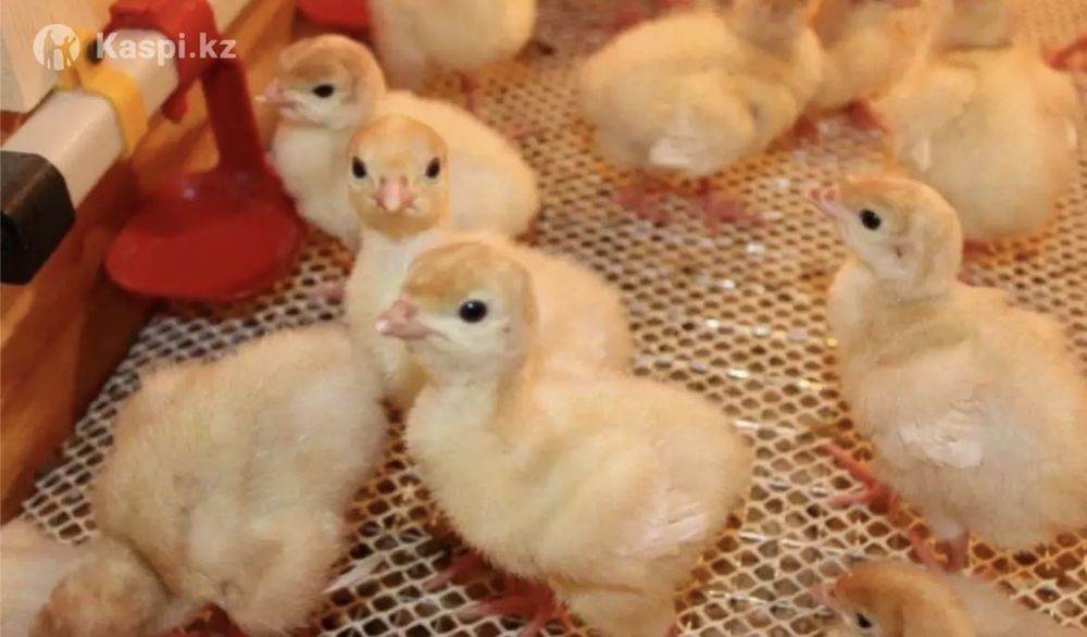 Индюшата предзаказ