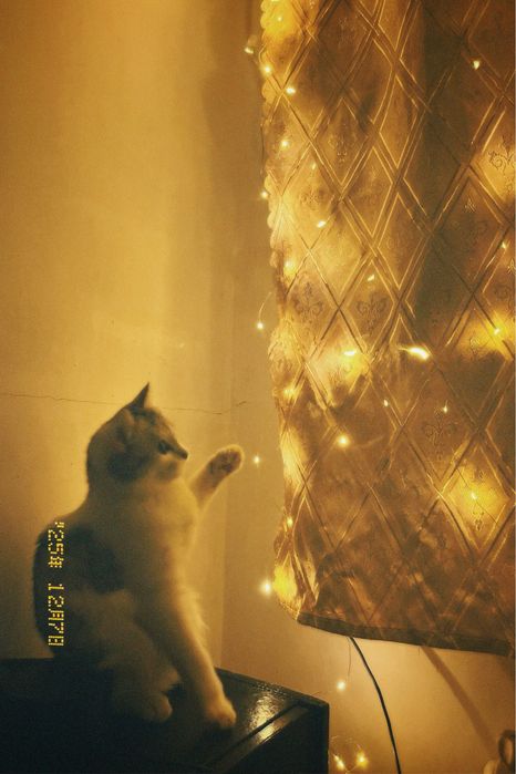 отдается кошечка, 8 месяцев