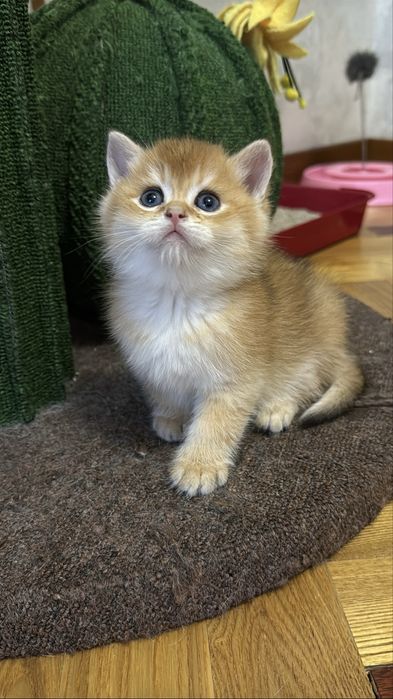 Золотая британская шиншилла ny 12