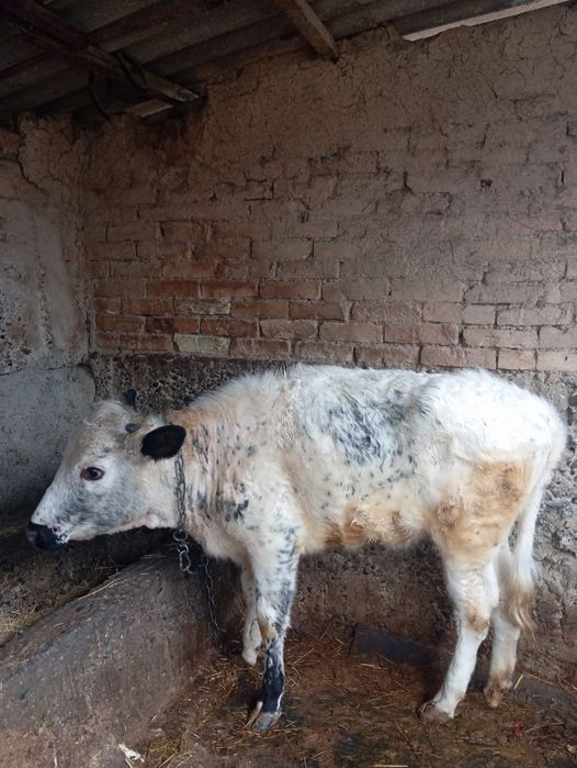 Продается ургашы