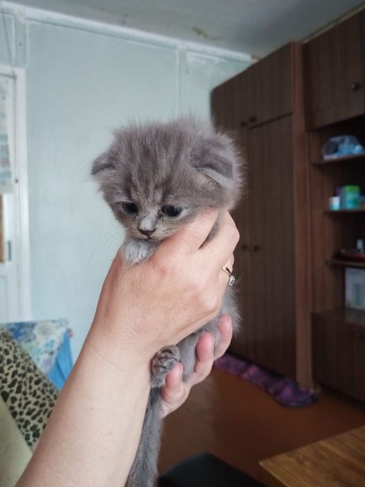Скоттиш Фолды (вислоухие котята)