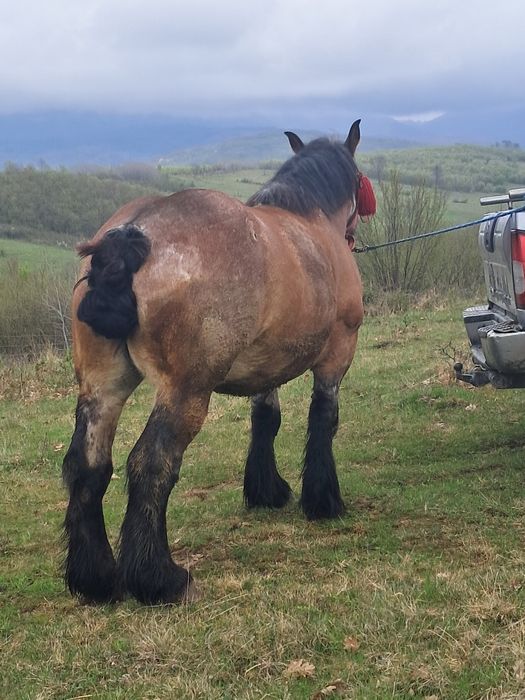 Vând iapa gestantă