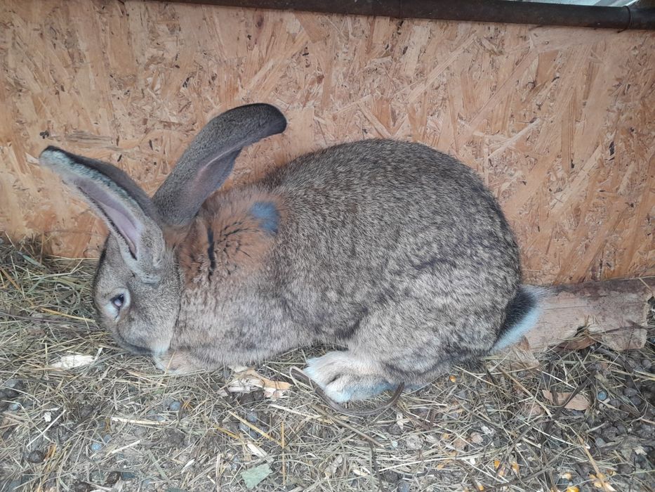 Iepuri uriașul german