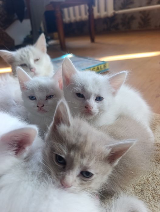 Котятки Бесплатно