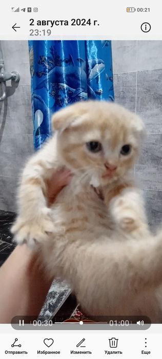 Веслоухий котенок