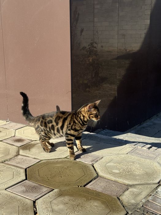 Бенгальский котенок
