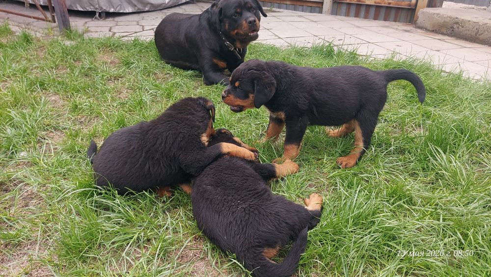 Щенки Ротвейлера