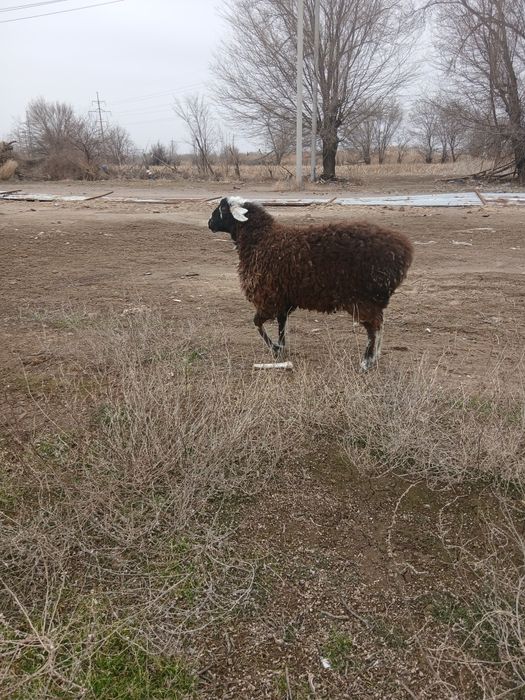 Продам,бараны,тохты