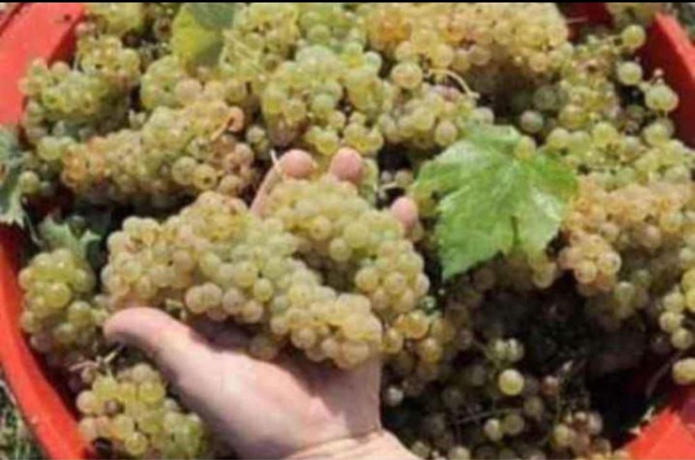 Domenile Panciu struguri de vin de cea mai inalta calitate