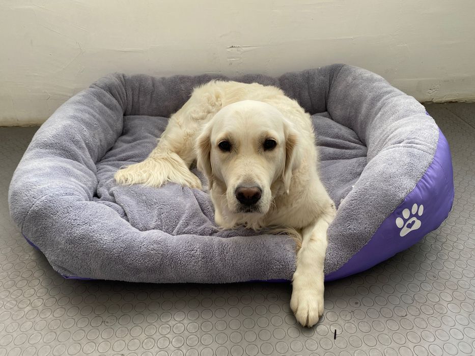 Легло за голямо куче с лапичка ХХЛ лилаво