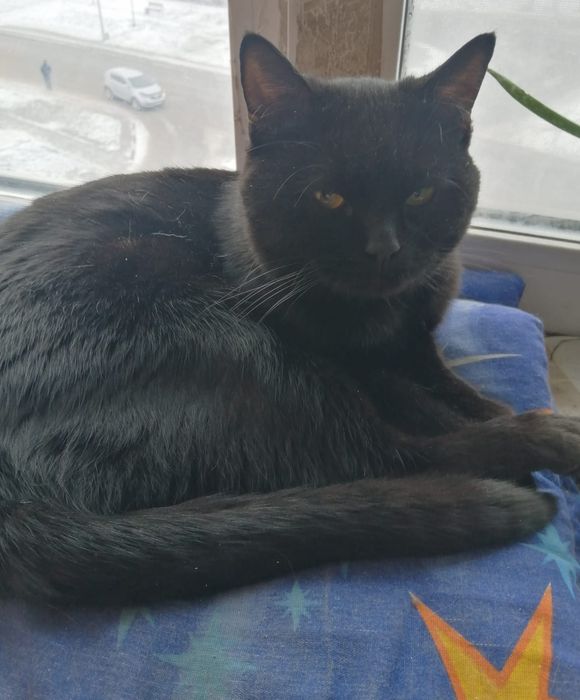 Срочно!Кота в добрые руки!