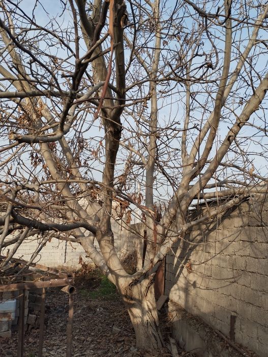 Yongʻoq,Gilos,Nok daraxtlari  sotiladi