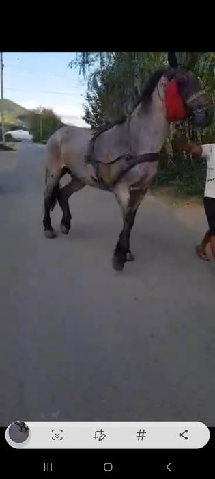 Vând cal castrați 177 inaltime garantat de ham sau schimb