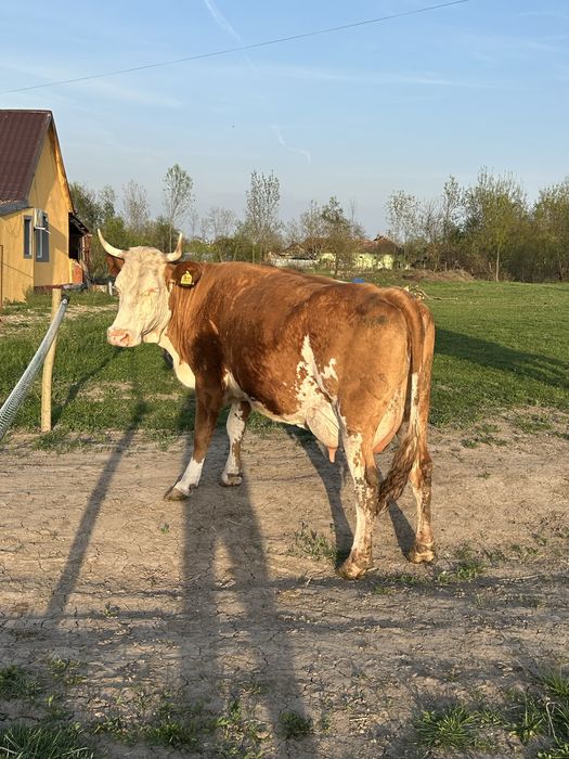 Vand 8 vaci mai multe detali la numarul de telefon