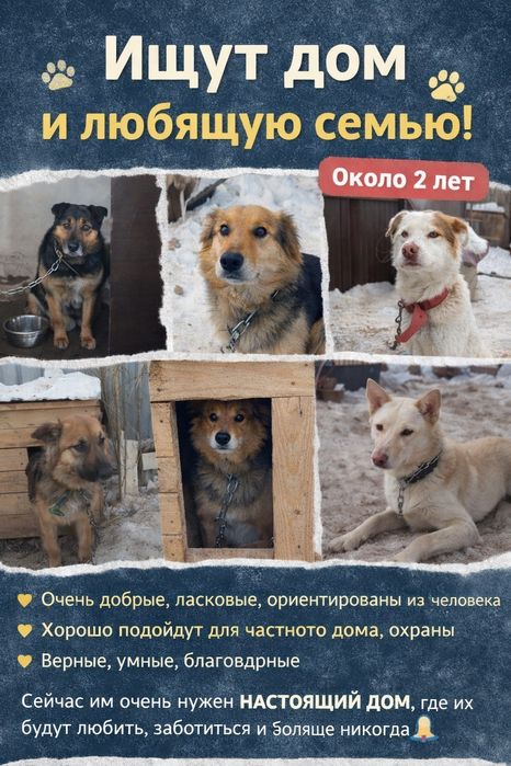 Ищут добрую семью