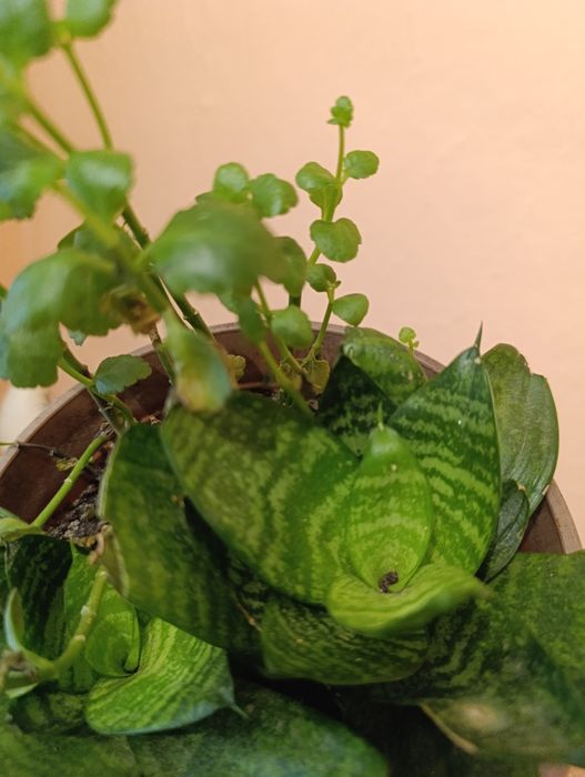 Сансельверия  Щучий хвост