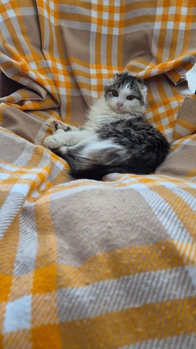 Кошка подросток в добрые руки