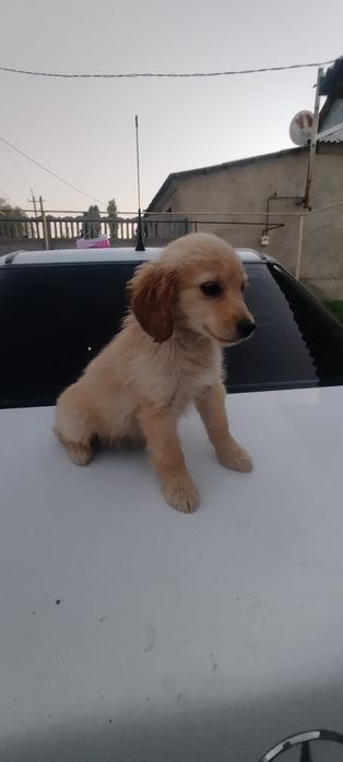 Спаниель девочка