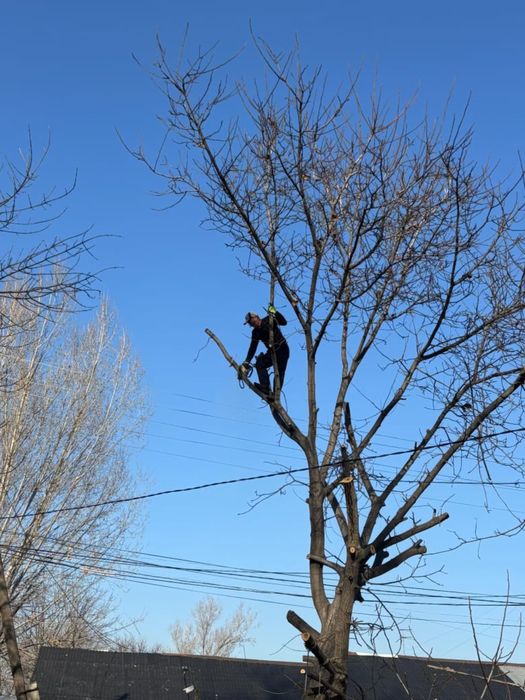 Спил деревьев обрезка дерево