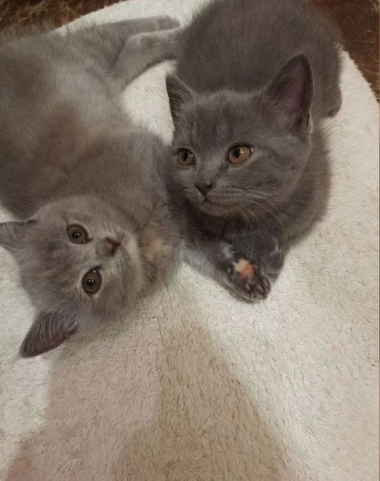 Серых окрасов котятка, девочки