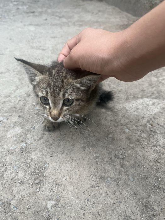 Котенок.