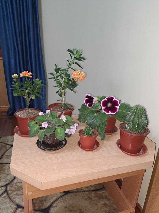 Домашний цветок Каланхоэ, и другие комнатные цветы