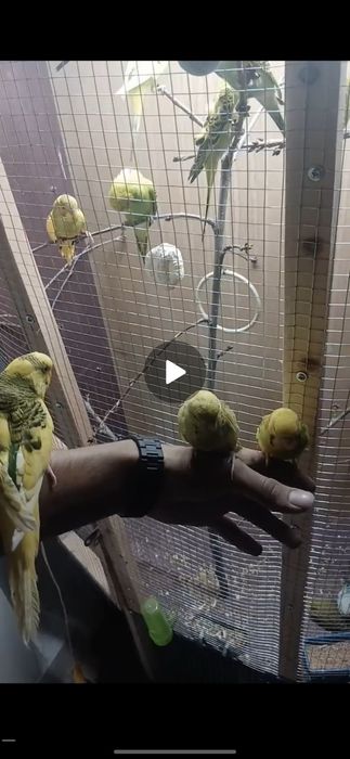 Valnistiy tot qush sotlad ruchnoylarham bor