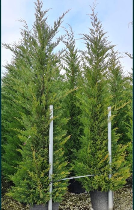 Leylandii ideal pentru imprejmuire