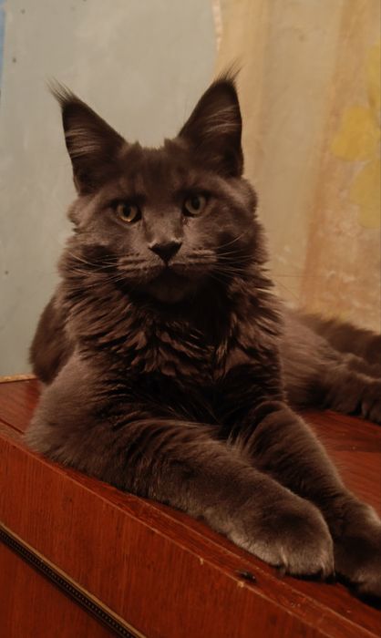 Вязка кот Мейн-кун