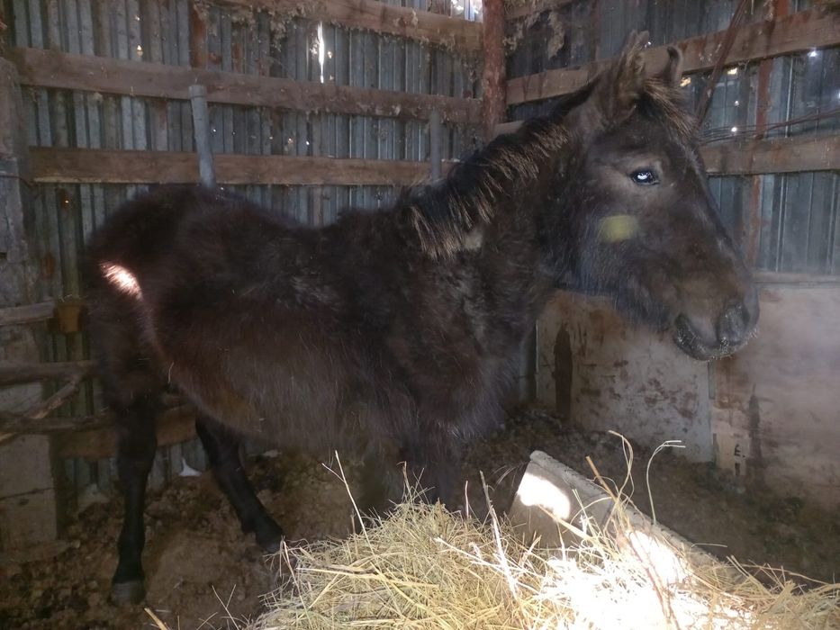 Продам тай средней упитаности