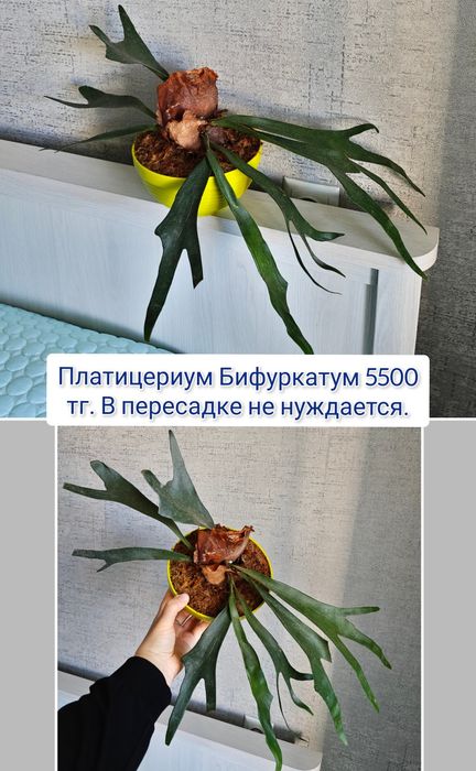 Хойя платицериум антуриум