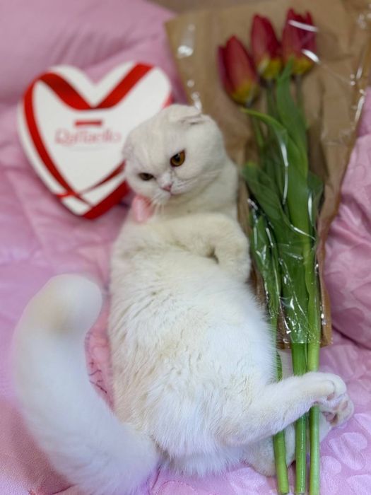 Продажа породистой кошки скотиш фолд