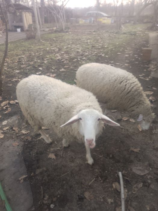 Продавам две овце