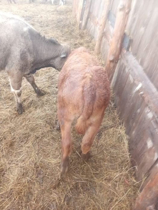 Продам двух бычков