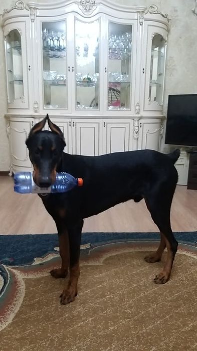 Щенки Добермана.