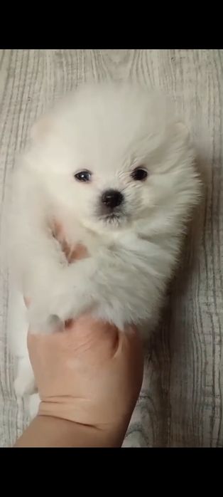 Померанский шпиц, 1,5 мес, помиранский