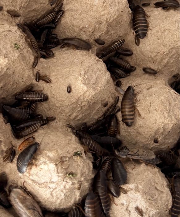 Живой корм Мраморные тараканы