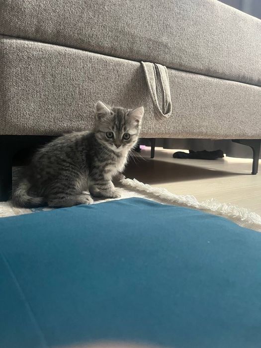 Британский котенок